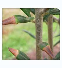 Image result for xylella fastidiosa oleander symptoms