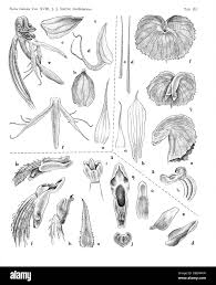 Image result for Bidens pinnatipartita