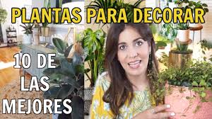 Los amantes de las plantas de interior no saben cómo vivir sin ellas, y transforman cada rincón en un espacio aún más especial con su presencia. 10 Mejores Plantas Para Decorar Tu Hogar Plantas De Interior Que Purifican Aire Pocos Cuidados Youtube