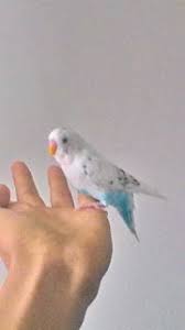 طائر البادجي الخاص بعمر مجيدي التجمع المغربي لعلم الطيور ترويض البادجي fish pet blog blog posts