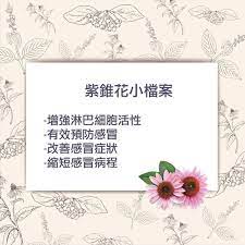 ʙʙᴀ ʙᴏʀɴ ʙᴇᴀᴜᴛʏ ᴀ ᴘʟᴜs 天然植物萃取之 紫錐花小檔案紫錐花是歐洲和北美有名的保健植物之一其除了相同於一般感冒藥能 減輕 感冒 症狀還能對感冒達到 治療 的效果紫錐花能增強人體的免疫力