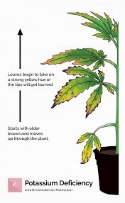 Nutrients during the flowering stage. How To Fix Cannabis Potassium Deficiency K Photos Chart