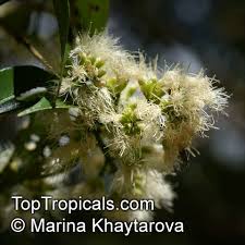 Image result for Syzygium niassense