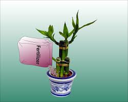 How To Take Care Of Lucky Bamboo Lucky Bamboo Plants Lucky Bamboo Lucky Bamboo Care