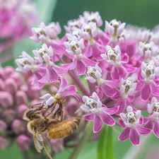 Image result for Polycarpaea eriantha