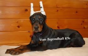 View some of the dobermans for adoption in nh, vt, me, ma and beyond. D O B E R M A N B R E E D E R S N O R T H C A R O L I N A Zonealarm Results
