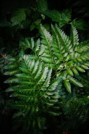 Image result for Rumohra adiantiformis