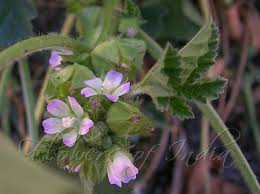 Image result for Malva parviflora
