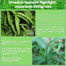 Image result for Microstegium