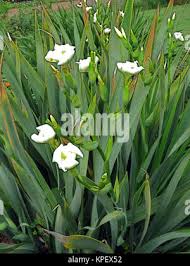 Image result for Moraea niassensis