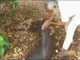 As you inspect the tree trunk, take a close look at the tree's bark. How To Revive A Dying Tree Youtube