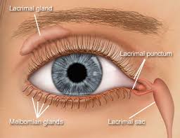 The inside of the eyelid may even rub on the patient's pillowcase, causing significant irritation. There S A Tiny Hole On Your Eyelid And Here S What It S For Elite Readers