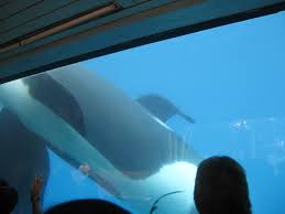 Tribute to the beautiful dawn brancheau. New Photos Of Killer Whale Involved In Trainer Death At Seaworld The Orca Project