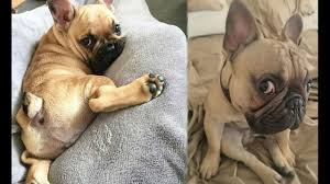 It is the cross breed of two different types of dogs that are the french bulldog and the pug. Funny And Cute French Bulldog Puppies Compilation 2 Cutest French Bulldog Youtube
