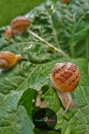 It is so common that it is one of the most proliferated terrestrial mollusks. Snails In Garden Snails In Garden Snail Snail Farming