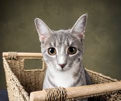 We did not find results for: Tips For Great Lighting For Pet Photography