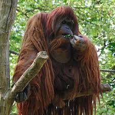 The Name Orangutan Comes From Malay For Old Man Of The Forest Which Is Perfect They Are Like Some Pr Endangered Animals Zoo Animals Most Endangered Animals
