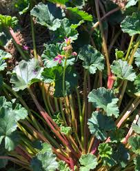 Image result for Pelargonium grossularioides