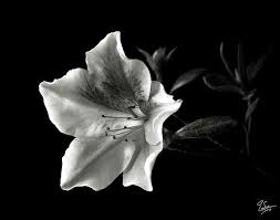 Azalea In Black And White By Endre Balogh In 2020 Azalea Flower Nature Tattoos Azaleas