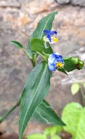 Image result for Commelina aspera