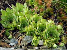 The flowers, seeds, leaves, and parts of the underground stem (rhizome) are used to make medicine. Houseleek Superstitions Hystory And Medicinal Benefits Dummer Garden Manage Gfinger Is The Best Garden Manage App