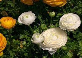 Ranunculus Asiaticus Ranunculus Asiaticus Ranunculus Plants