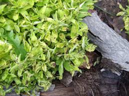 Check spelling or type a new query. How To Get Rid Of Fungus In Garden Soil Hgtv