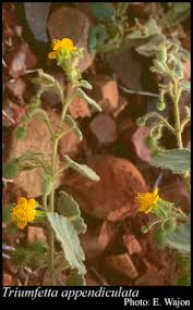 Image result for Triumfetta