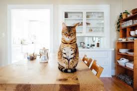 The sound the foil makes when they step on it, as well as the feel of the foil on their paws, should be enough to scare them into jumping right back down to the floor. Keeping Cats Off Of Countertops Hshv