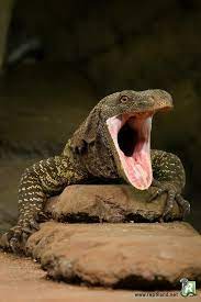 Un énorme varan qui s'était tranquillement installé juste devant sa porte. Pin On Lezards