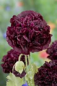 Dunkler Mohn Blumensamen Pflanzen Saatgut