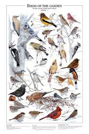 Birds Of Eastern North America Birds Of The Garden Winter I Prints Allposters Com Bird Identification Bird Poster Bird Pictures