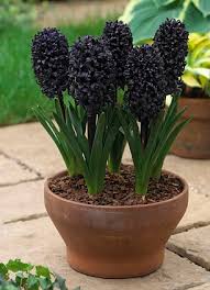 Maybe you would like to learn more about one of these? Monty Don Hyacinths Are Forever If You Know What You Re Doing Daily Mail Online