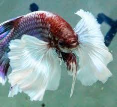 Gorgeous Big Ear Betta Betta Fish Betta Betta Fish Tank