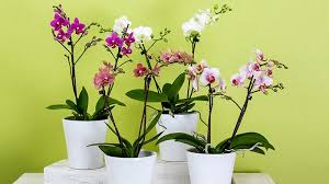 Maybe you would like to learn more about one of these? 4 Jenis Anggrek Yang Mudah Ditemukan Di Indonesia Ada Tutorial Membuat Pot Nya Juga Kaskus