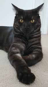 This Cat Has A Majestic Fluffy Tail Like A Squirrel Beautiful Cats Cute Cats Cute Animals