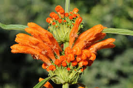 Image result for Leonotis decadonta