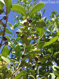 Image result for Chionanthus foveolatus