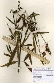 Image result for Crotalaria trichotoma