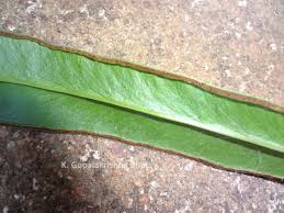 Image result for Lindsaea ensifolia