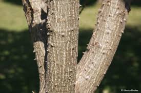 Image result for Erythrina lysistemon