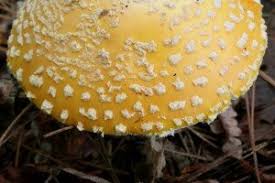 Fairy rings are not uncommon. Amanitas From Deadly To Delicious The Mushroom Forager