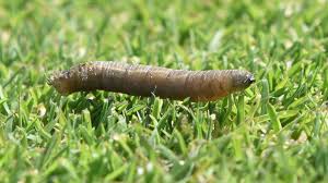 Pest Population Management Greencast