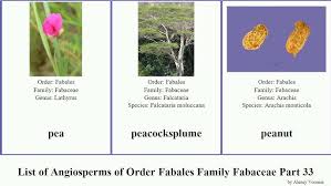 Image result for Pearsonia cajanifolia