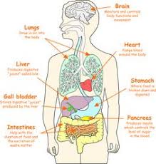 Human Organ Systems