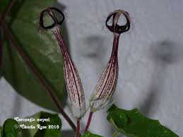 Image result for Ceropegia meyeri