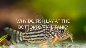 Betta Fish Laying On Bottom Of Tank -12 Reasons Why (And How To Fix It!) -  Aquariumstoredepot