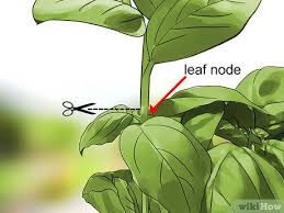 The three tips to prune basil include: 3 Ways To Harvest Basil Wikihow