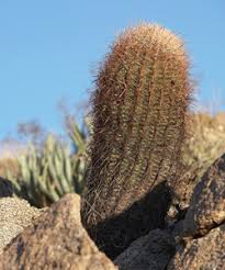 There is a little secret to photographing this type of cactus in the desert. A Kids Guide To The Plants Of Anza Borrego