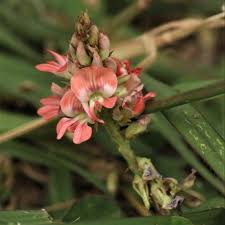 Image result for Indigofera soutpansbergensis